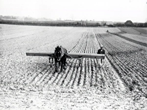 Drilling oats at Tillington - March 1939