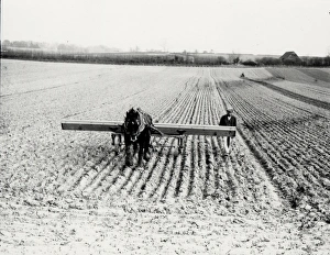 Farm Prints: Drilling oats, using a horse, at Tillington, March 1939