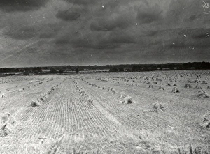 George Garland Prints: Farmland at Harvest time - August 1943