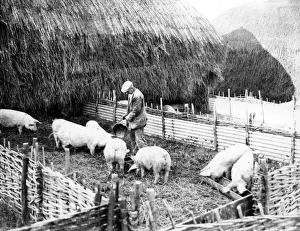 Farmer Prints: Feeding pigs on Tuppers Farm