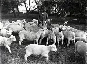 Images Dated 20th April 2015: Feeding the sheep - July 1944