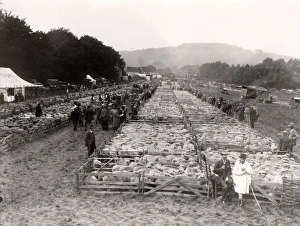 Findon Sheep Fair showing sheep in pens, 1931