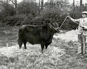Images Dated 9th March 2015: First Prize & Champion, Loxwood Show - 1939