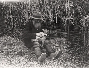 Fitting lamb-skin to motherless lamb by a shepherd, April 1934 Fitting lamb-skin to motherless lamb by a shepherd, April 1934