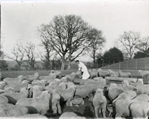 Field Prints: Flock of Sheep at River near Tillington, February 1935