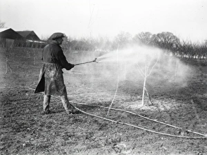 Crop Prints: Fruit Trees at Kirdford - February 1939