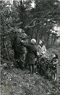 Trees Prints: Gathering holly at Upperton, Sussex, December 1935