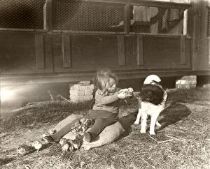 Images Dated 28th January 2013: Girl with chicks and dog on West Chiltington poultry farm, Sussex