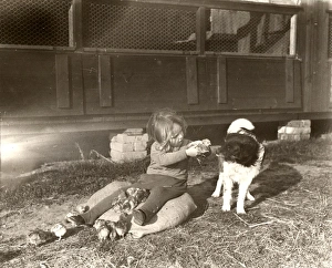Girl with chicks and dog on West Chiltington poultry farm, Sussex Girl with chicks and dog on West Chiltington poultry farm, Sussex
