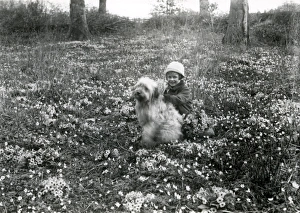 Girl and dog among the wild primroses at Ashington, April 1927 Girl and dog among the wild primroses at Ashington, April 1927