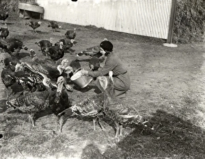 Girl feeding turkeys at South Farm Petworth, 16 September 1931 Girl feeding turkeys at South Farm Petworth, 16 September 1931