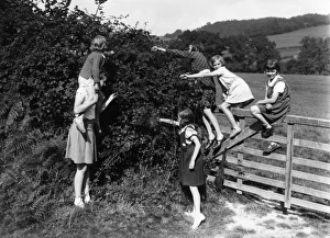 Six girls picking berries, September 1939