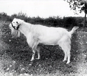 Animal Prints: Goat - July 1945