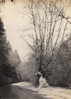 Handcross: a fine beech-tree, 1906