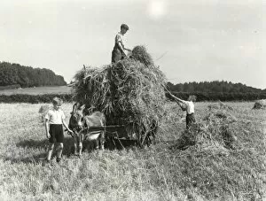 Images Dated 23rd April 2015: Harvest Helpers - September 1944