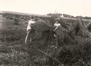 Images Dated 19th January 2012: Harvesting, 1929