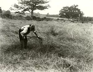 Images Dated 19th January 2012: Harvesting beaten-down corn, 1931