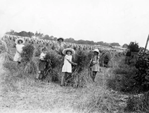 Harvesting, children helping. 1929