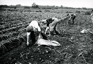Harvesting the potato crop at Bridgelands Farm, Iping, near Midhurst