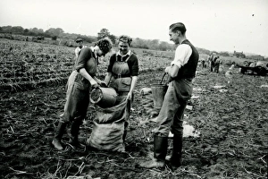 Agriculture Prints: Harvesting the potato crop at Bridgelands Farm, Iping, near Midhurst