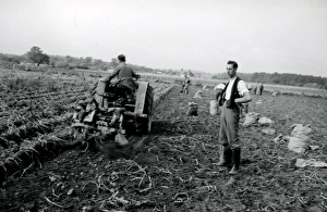 Harvesting the potato crop at Bridgelands Farm, Iping, near Midhurst