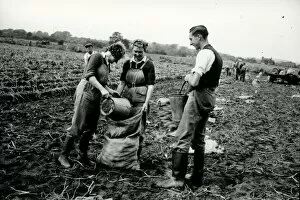 Images Dated 28th June 2016: Harvesting the potato crop at Bridgelands Farm, Iping, near Midhurst
