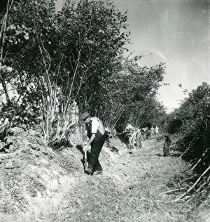 Images Dated 15th June 2015: Hedging and Ditching Competition - 4 October 1947