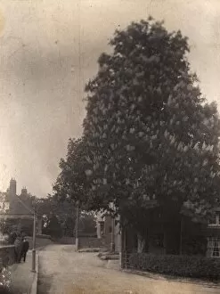 Images Dated 17th January 2014: Horse Chestnut Tree at Ditchling, 1906