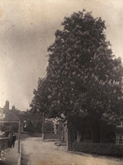 John Fletcher Collection - 'Wanderings In Sussex' Prints: Horse Chestnut Tree at Ditchling, 1906