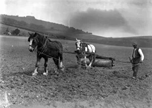 Images Dated 29th October 2014: Two horses rolling a field on the top of South Downs, May 1928