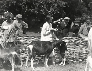 Judging a goat class at Sussex County Show at Horsham, 20 June 1928 Judging a goat class at Sussex County Show at Horsham, 20 June 1928