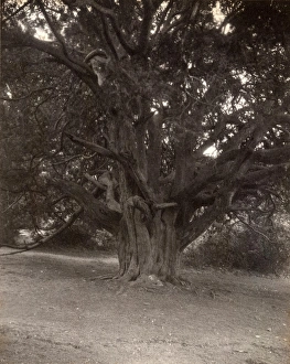 Kingley Vale, 1910