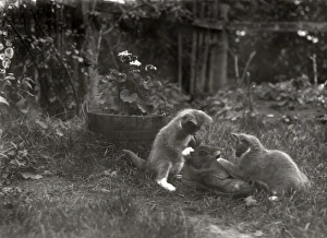Kittens playing with old shoe