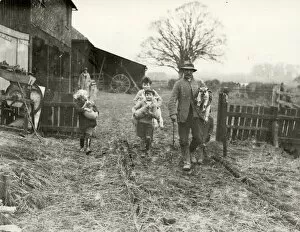Rural Collection: Lambing in Crosss Farm, Steyning, 1932