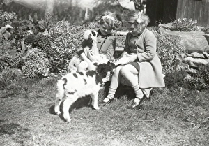 Children Prints: Lambs at Coultershaw - April 1939