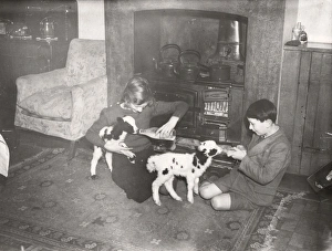 Lambs being fed by the fireside in Burton farmhouse, March 1940 Lambs being fed by the fireside in Burton farmhouse, March 1940