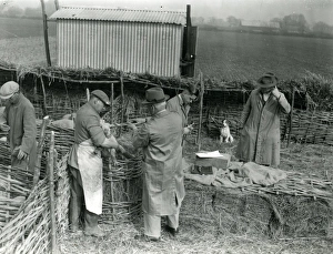 Lambs with shepherds at Home Farm, Lidsey, March 1938