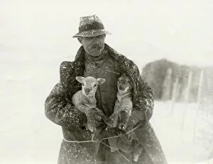 People Collection: Lambs in Snow at Soanes Farm, Petworth, 1932