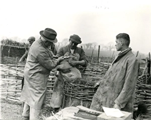 Lambs being trademarked at Home Farm, Lidsey, March 1938