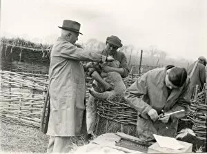 Images Dated 17th February 2015: Lambs being trademarked at Home Farm, Lidsey. March 1938