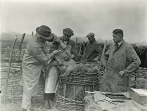Images Dated 17th February 2015: Lambs being trademarked at Home Farm, Lidsey, March 1938