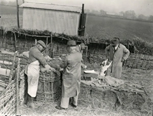 Lambs being trademarked at Home Farm, Lidsey. March 1938