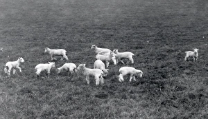 Livestock Prints: Lambs at Woolbeding - 1939