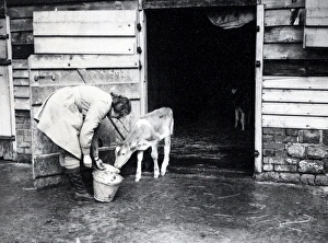 Agriculture Prints: Land Girl at Cowdray - April 1941
