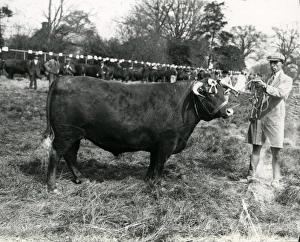 Leconfields Beast (Bull)