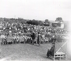 Animal Prints: Leominster Sheep Sale - August 1938