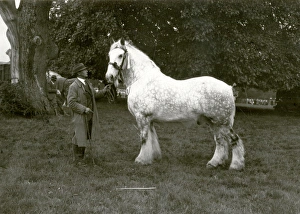 Loxwood Show, Wisborough Green - 1939