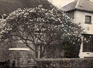 Houses Prints: Magnolia tree in Walberton, 1902