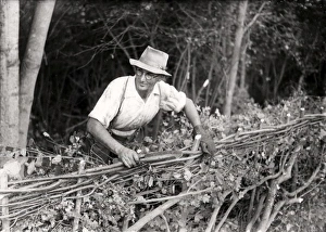 Glasses Prints: Man making a fence at West Grinstead Ploughing Match