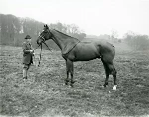 Images Dated 22nd August 2014: Man with stallion in field at Shillinglee, February 1938